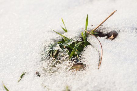 blades of grass wade through the snow, closeup, shallow depth of fieldの写真素材