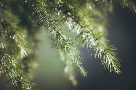 closeup of a evergreen tree branch