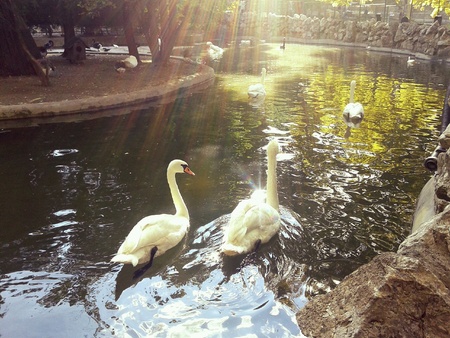 Couple of swons in pondの素材