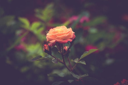 beautiful rose in garden background closeupの写真素材
