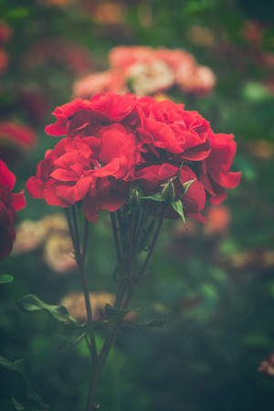beautiful red garden roses background closeup shallow depth of fieldの写真素材