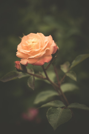 beautiful rose in garden background closeupの写真素材