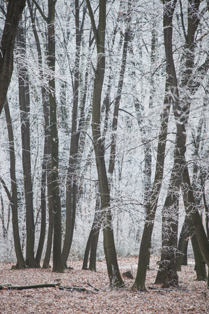 trees in wood covered with frostの写真素材