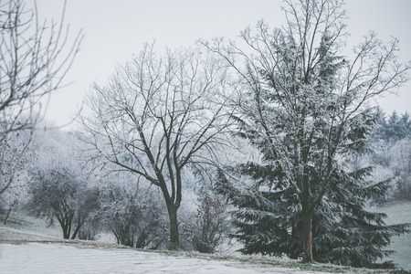 trees in park covered with frost cold winter dayの写真素材