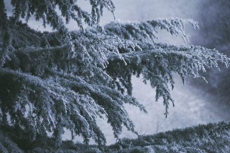 frozen branches of evergreen tree closeup