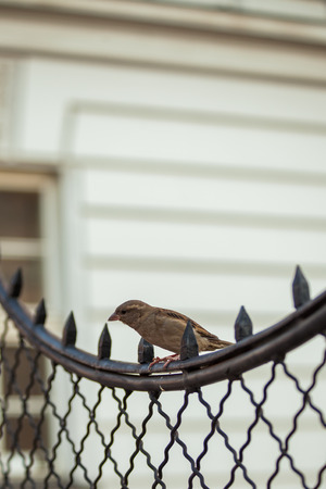 little sparrow stand on fance in the city day shotの写真素材