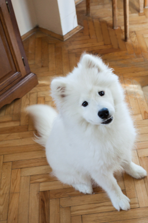 puppy Samoyed indoor at house portraitの写真素材