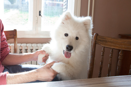 young man play with his puppy Samoyed indoor closeupの写真素材