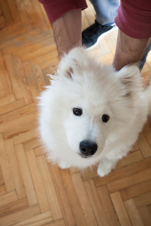 young man play with his puppy Samoyed indoor at houseの写真素材