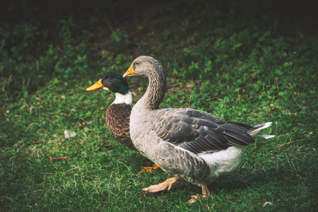 couple of ducks on grass at farm summer warm dayの写真素材