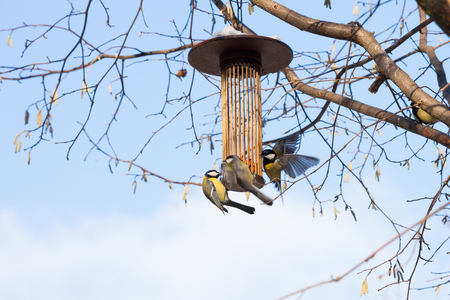 great tits on bird feeder on tree winter bird feedingの写真素材