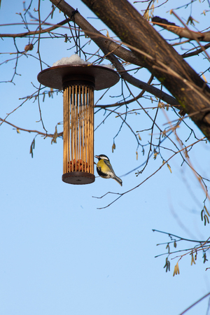 great tit on bird feeder on tree winter bird feedingの写真素材