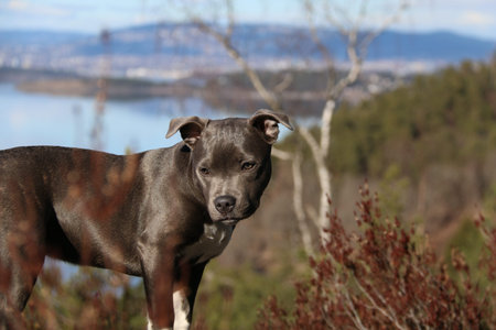 Blue English Staffordshire Bull Terrier in nature.beautiful dog outside.