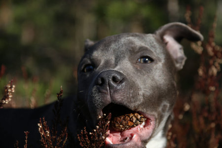 Blue English Staffordshire Bull Terrier in nature.beautiful dog outside.