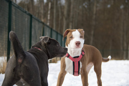 Two dogs Staffordshire Bull Terrier playing together on snow.