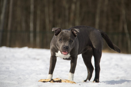 Blue dog Staffordshire Bull Terrier on snow. strong,muscular,beautiful dog.