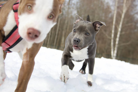 Two dogs Staffordshire Bull Terrier playing together on snow.