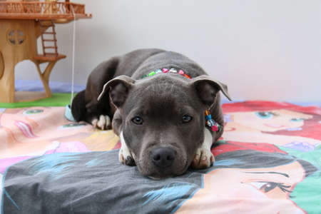 Cute Dog Staffordshire Bull Terrier with necklace and toys.の写真素材