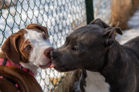 American Staffordshire Terrier and Pit Bull Terrier in the park
