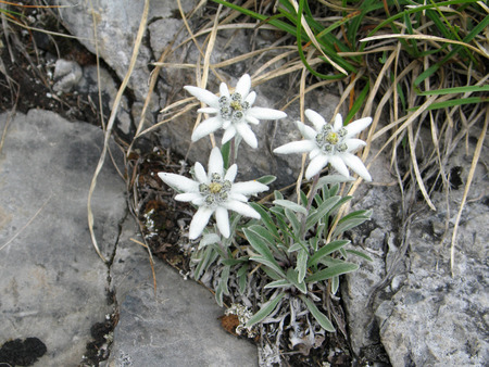 Edelweiss flowers Leontopodium alpinumの写真素材