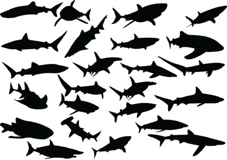 sharks collection 3 - vectorのイラスト素材
