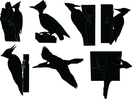  woodpeckers collection - vectorのイラスト素材