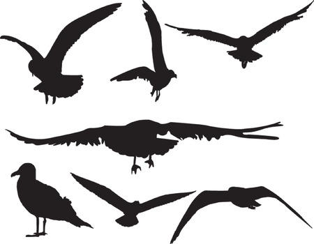 sea gull collection - vectorのイラスト素材