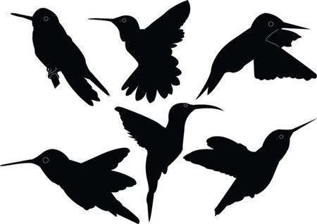 humming bird collection - vectorのイラスト素材