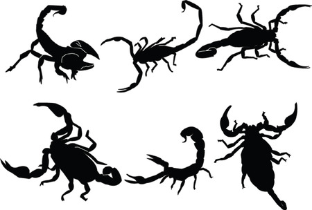 scorpions collection - vectorのイラスト素材