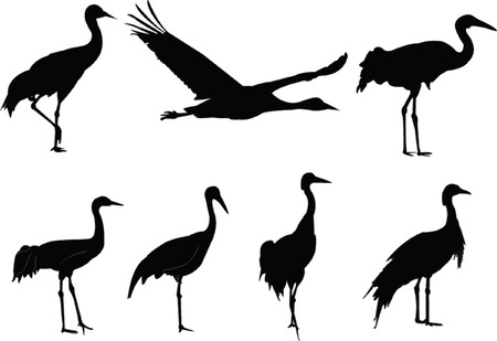 cranes collection - vectorのイラスト素材