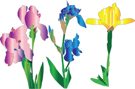  iris collection silhouettes のイラスト素材