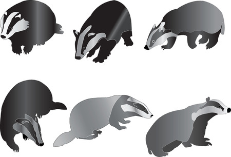 badgers collectionのイラスト素材