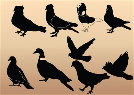  pigeons collection - vectorのイラスト素材