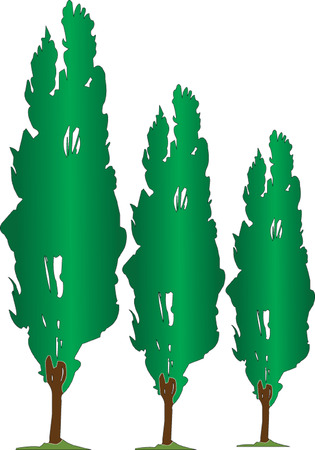 three poplarsのイラスト素材