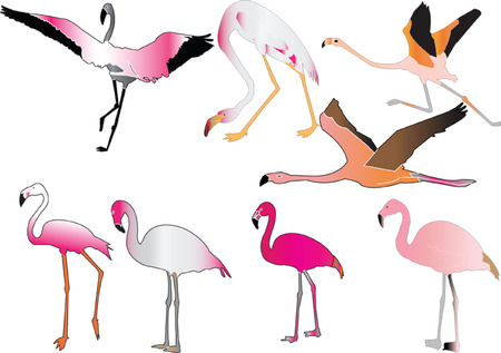 flamingo collection のイラスト素材