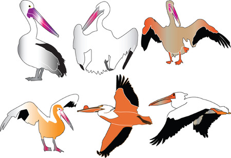 pelicans collection のイラスト素材