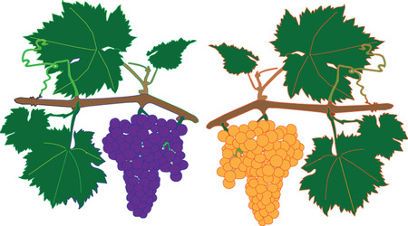 cluster grapes のイラスト素材