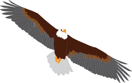 griffon vulture in flight - vector のイラスト素材