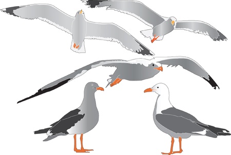 sea gull collectionのイラスト素材