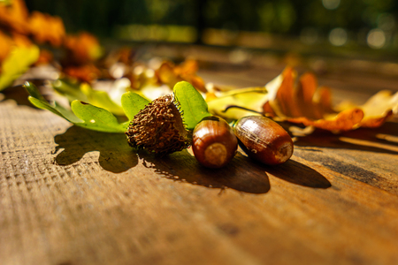 Beautiful golden leaves of an oak nd couple acorns  in autumnの写真素材