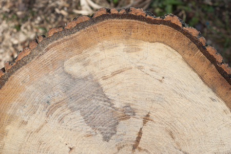 Fresh end cut of very large deciduous tree with tree rings texture with saw marksの写真素材