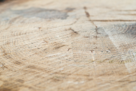 Fresh end cut of very large deciduous tree with tree rings texture with saw marksの写真素材