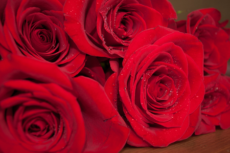Red rose petals with rain drops closeup. Red Rose.の写真素材