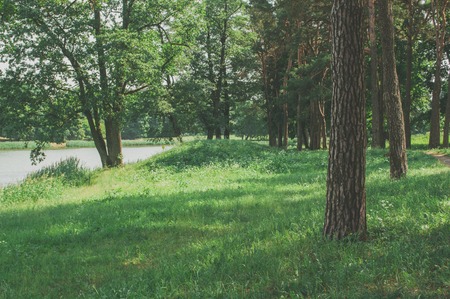 Trees and green grass in the Park near the lakeの写真素材