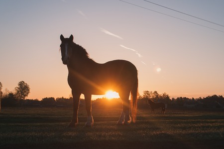 Horses grazing in a meadow in the rays of the rising sunの写真素材