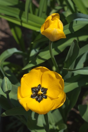 Yellow tulips in the spring garden. Closeup.の写真素材