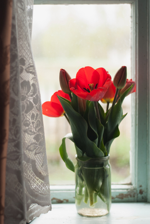Red tulips on the background of a bright spring dayの写真素材