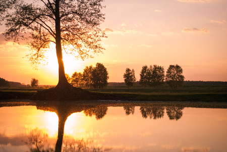 The sunset on the lake, three alder on the banks of the lake, reflection of trees in waterの写真素材