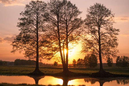 The sunset on the lake, three alder on the banks of the lake, reflection of trees in water