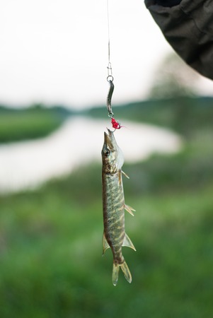 Fishing: a small pike on the hook, close-up of freshly caught fishの写真素材